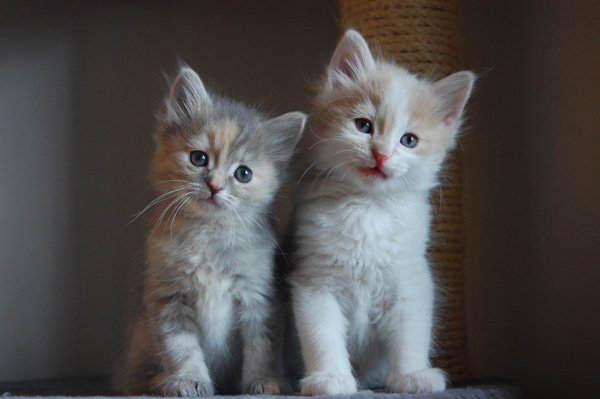 Kabuki und Kajo Chin.jpg